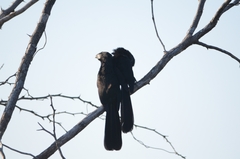 Crotophaga sulcirostris