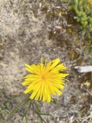 Picris angustifolia