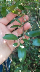 Achatocarpus praecox