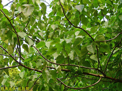 Macaranga tanarius