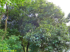 Quercus glauca