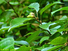 Quercus glauca