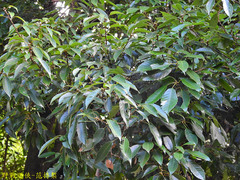 Quercus glauca