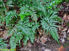 Pteris semipinnata