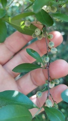 Achatocarpus praecox