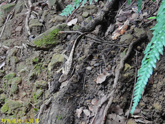 Diploderma swinhonis