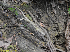 Diploderma swinhonis