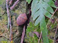 Solenosthedium chinense