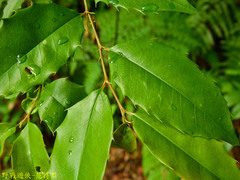 Prunus spinulosa