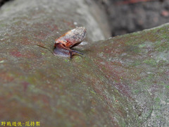 Plectotropis mackensii