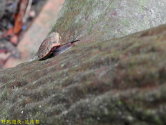 Plectotropis mackensii