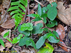 Aristolochia shimadae