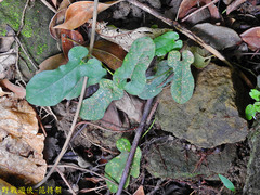 Aristolochia shimadae