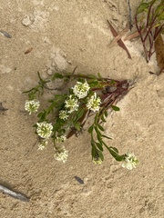 Stackhousia spathulata