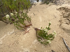 Stackhousia spathulata