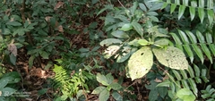 Ardisia cornudentata