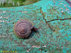 Plectotropis mackensii