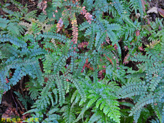 Adiantum flabellulatum