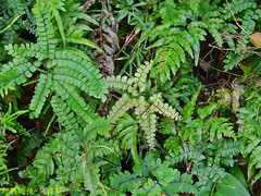 Adiantum flabellulatum