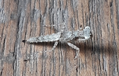 Amorphoscelis singaporana