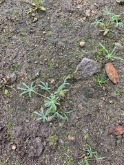 Lupinus bicolor