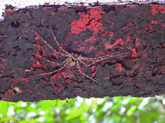 Heteropoda venatoria