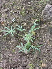 Lupinus bicolor