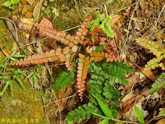 Adiantum flabellulatum
