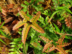 Adiantum flabellulatum