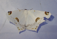 Sericoptera