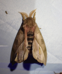 Automeris zugana