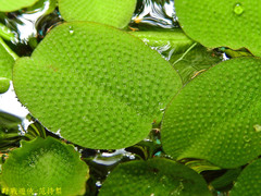 Salvinia molesta