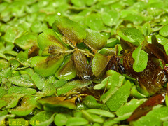Salvinia molesta