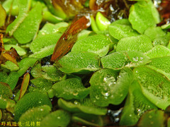 Salvinia molesta