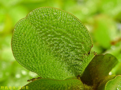 Salvinia molesta