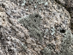Dimelaena