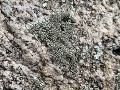 Dimelaena