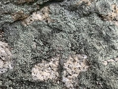 Dimelaena