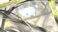 Gastropteron pacificum