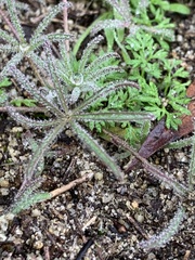 Lupinus bicolor
