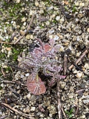 Lupinus bicolor