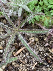 Lupinus bicolor