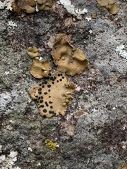 Umbilicaria phaea