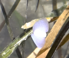 Gastropteron pacificum