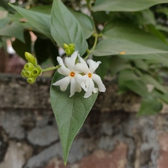 Nyctanthes arbor-tristis