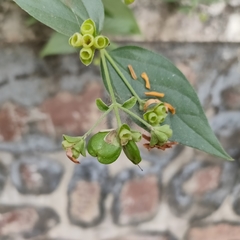 Nyctanthes arbor-tristis