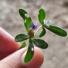 Blepharis integrifolia
