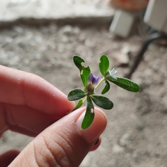 Blepharis integrifolia