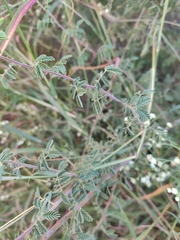 Mimosa hamata