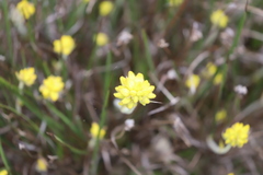 Conostylis aculeata aculeata